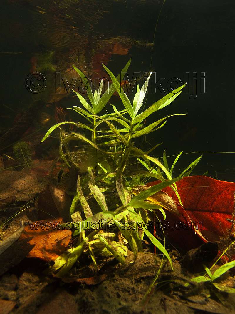aquatic plants
